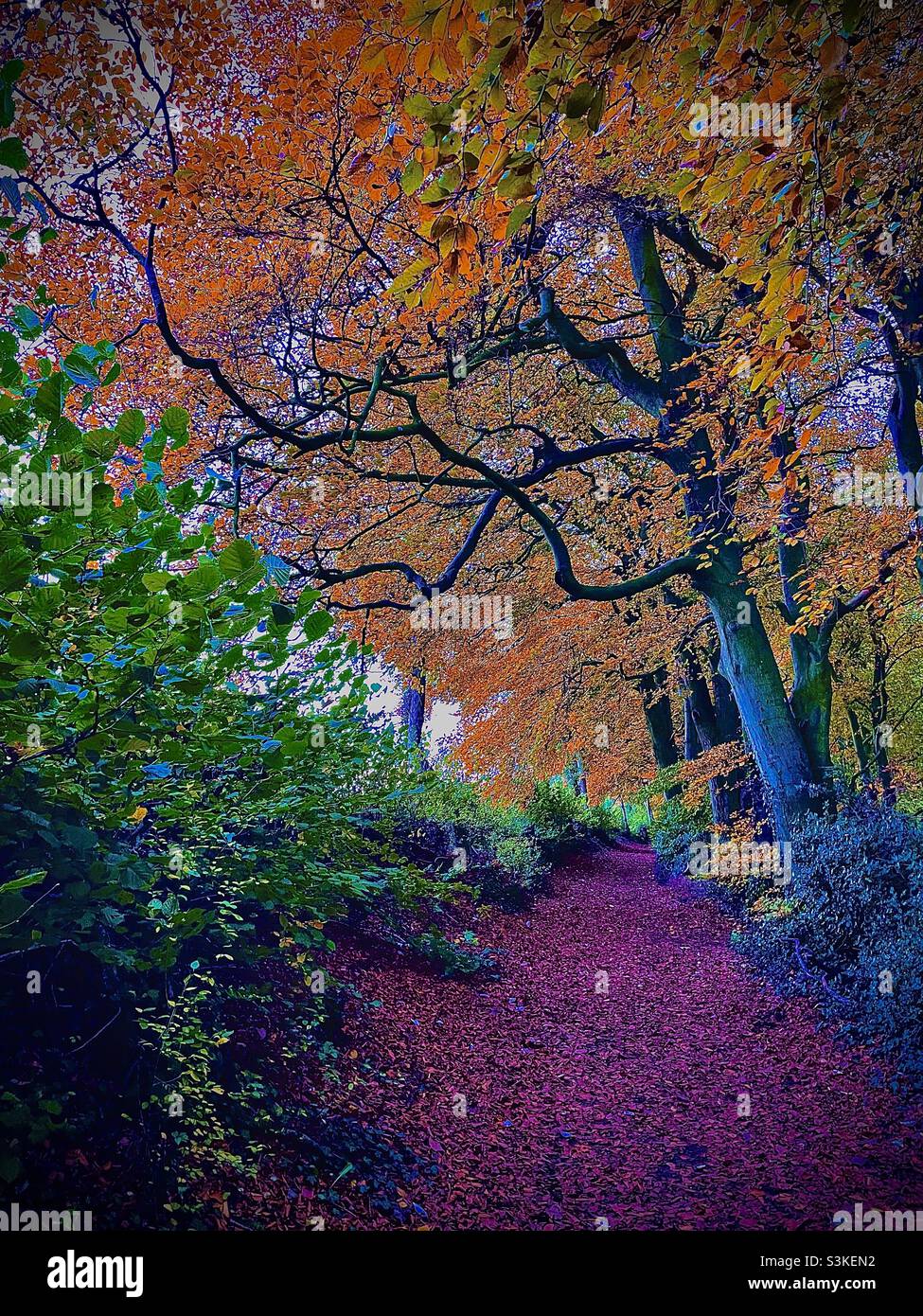 Herbst-Waldweg Stockfoto