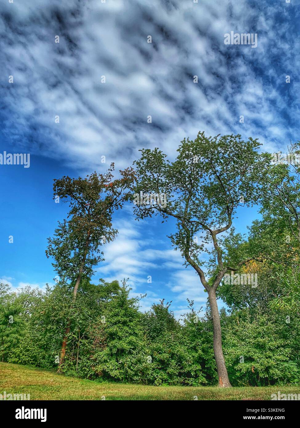 Zwei Bäume mit Wolkenhintergrund. Stockfoto
