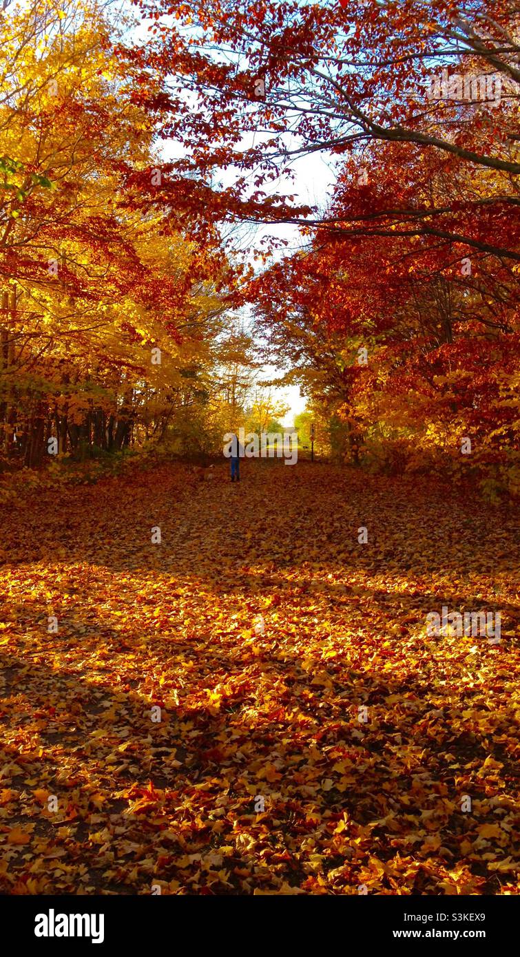 Herbstfarben, Herbstrot und Gold auf einem Wanderweg, Ostküste, Kanada Stockfoto