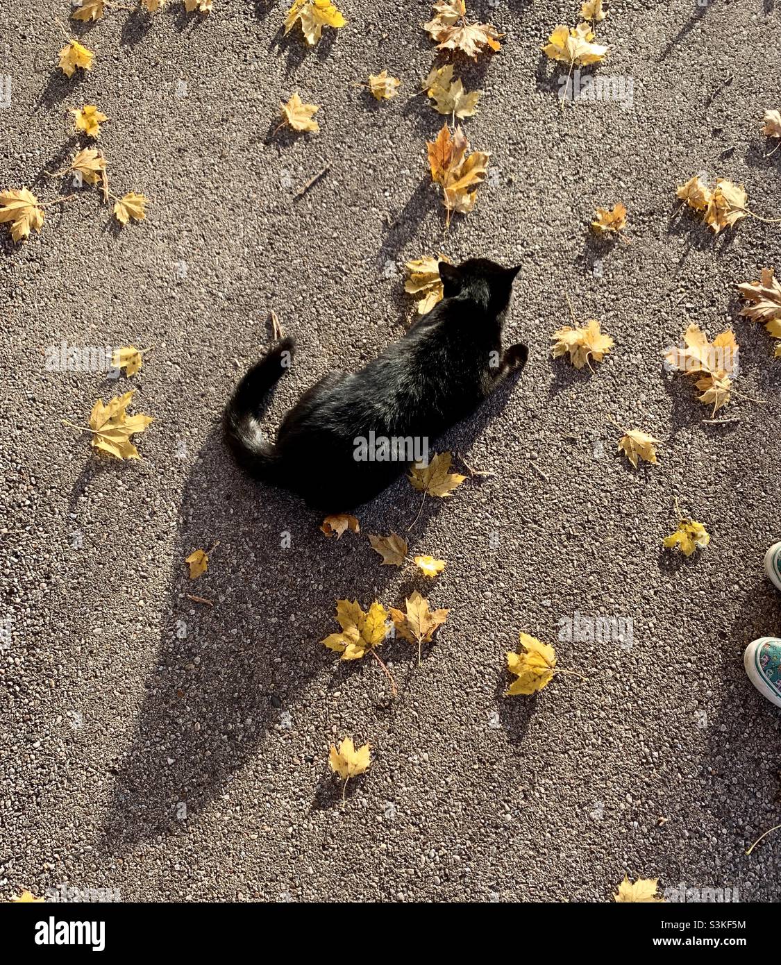 Schwarze Katze auf einer Auffahrt mit fallfarbenen Blättern. - Smartphone-aufgenommenes Stockfoto