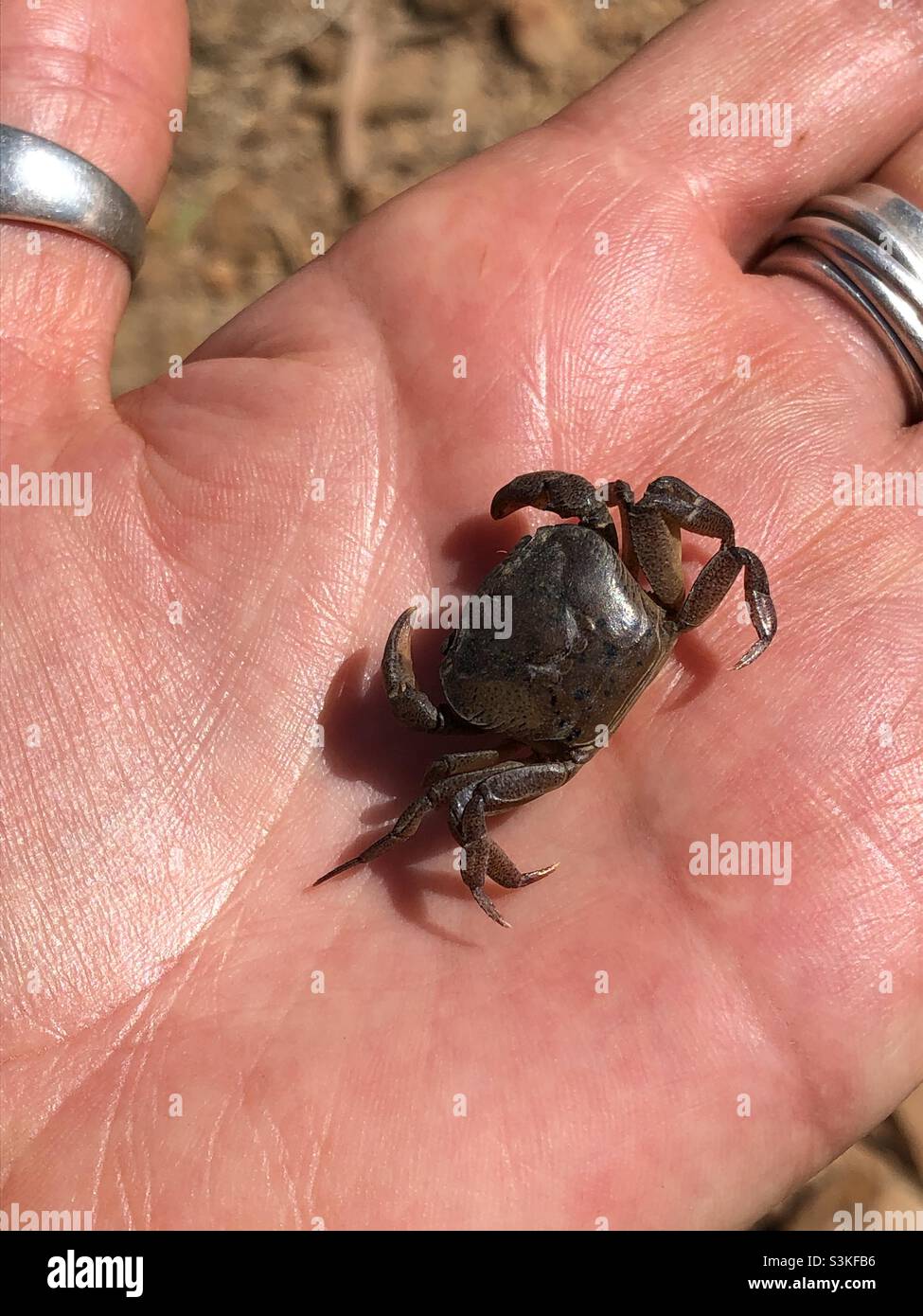 Eine kleine Krabbe auf der Handfläche einer Frau mit silbernen Ringen - Smartphone-aufgenommenes Stockfoto
