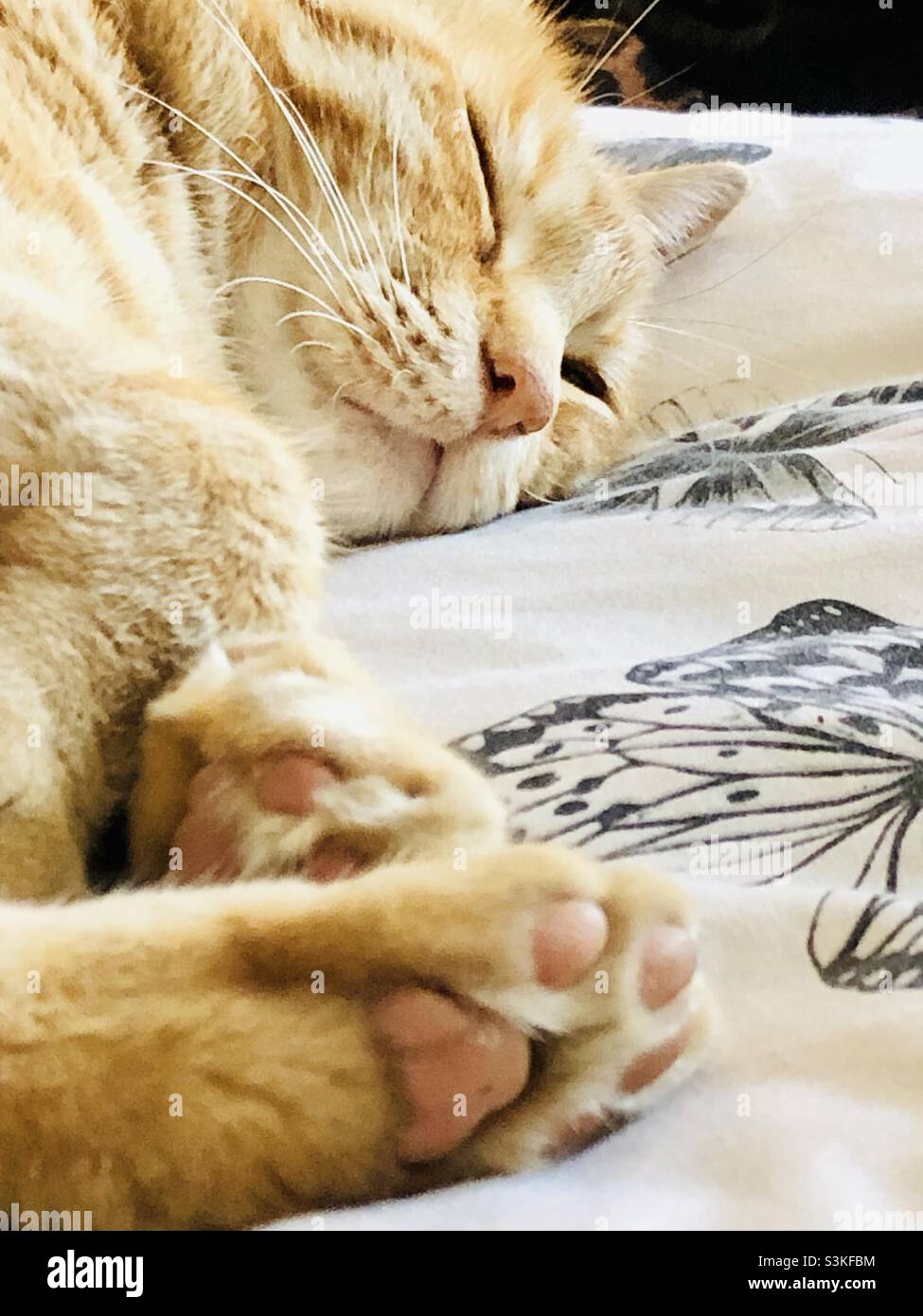 Eine Ingwerkatze entspannt sich bequem auf einem Bett mit seinen Pfoten - Smartphone-aufgenommenes Stockfoto