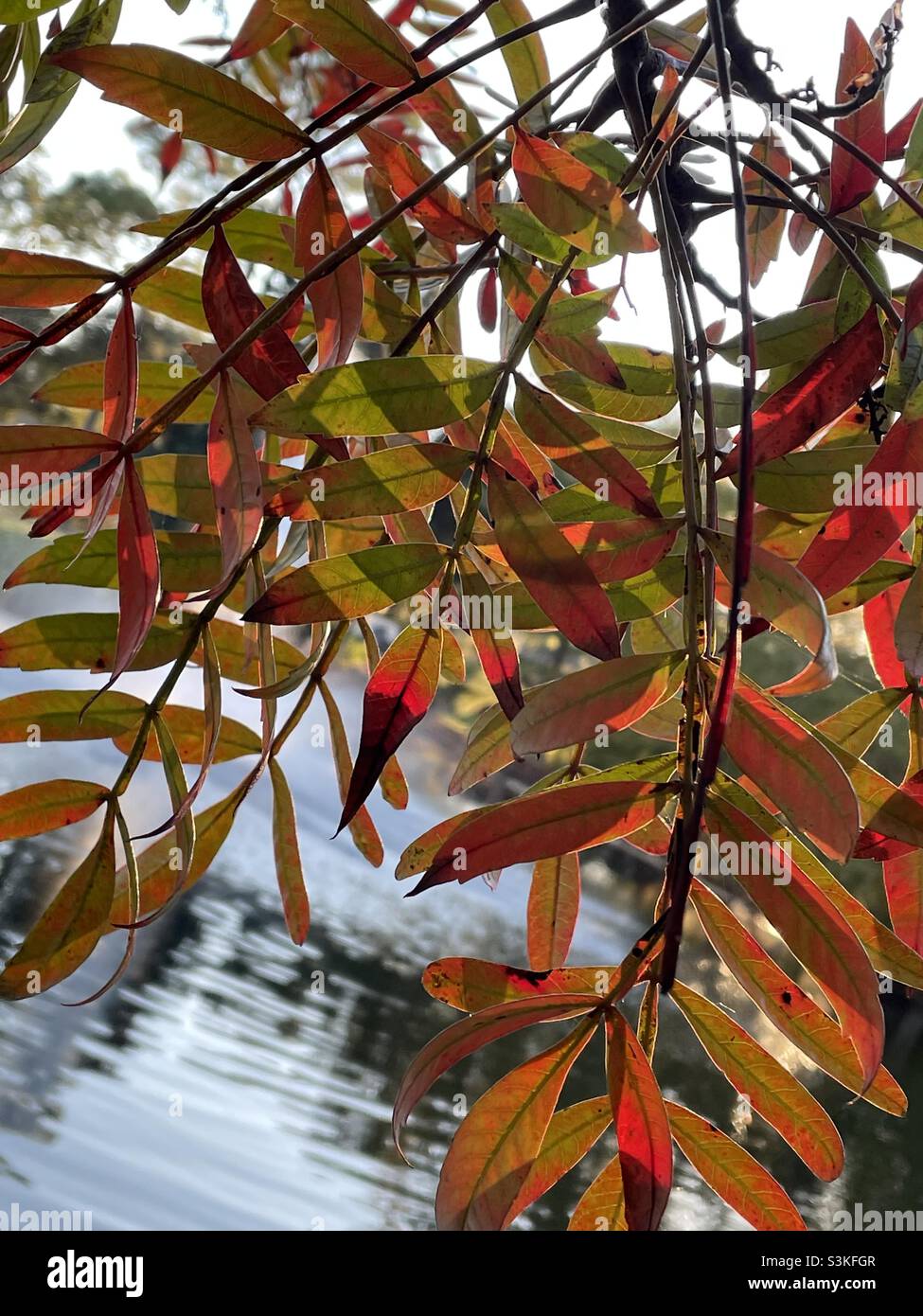 Bunte Blätter im Herbst Stockfoto