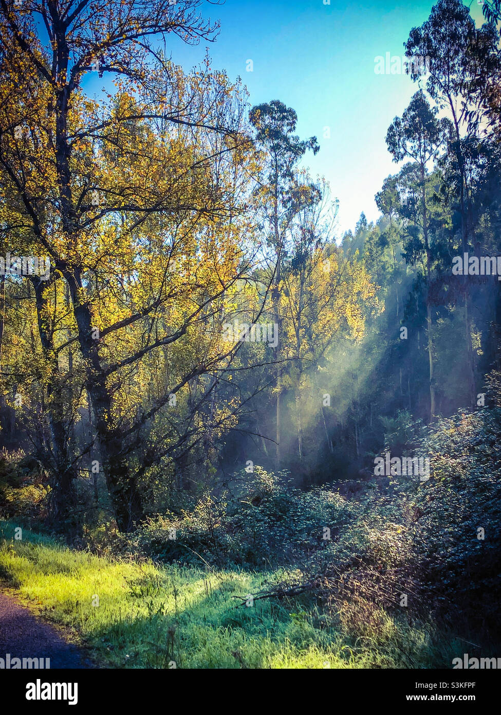 Sonnenlicht durch Bäume an einem hellen Herbstmorgen - Smartphone-aufgenommenes Stockfoto