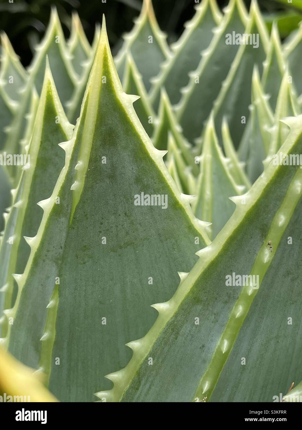 Aloe Vera ist eine Sukkulente mit scharfen Stacheln entlang der Bltter  Stockfotografie - Alamy