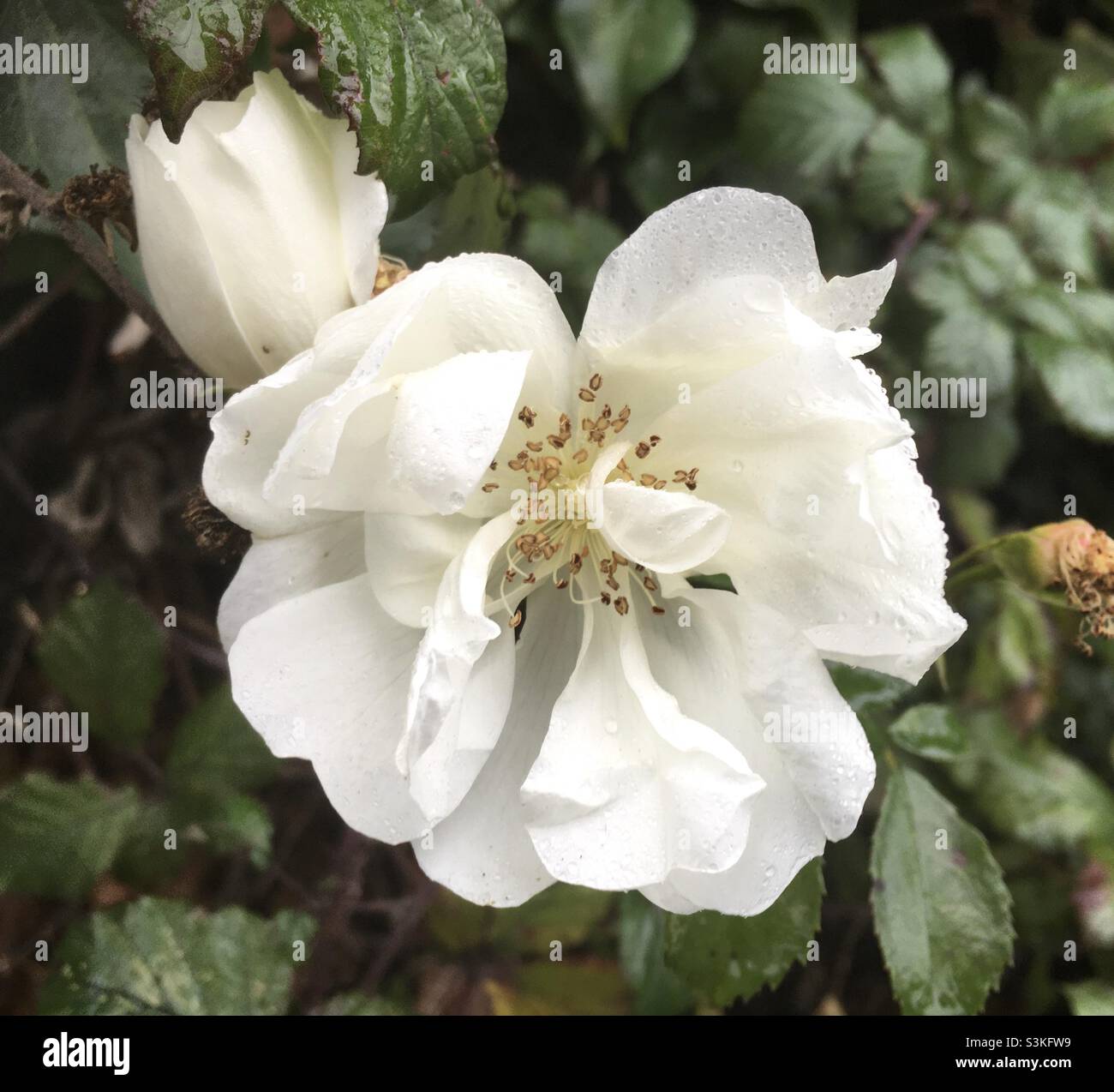 Herbst, Herbstrose, Rose, weiß, weiße Rose, Grün, Blätter, Grün, Natur, Schönheit Stockfoto