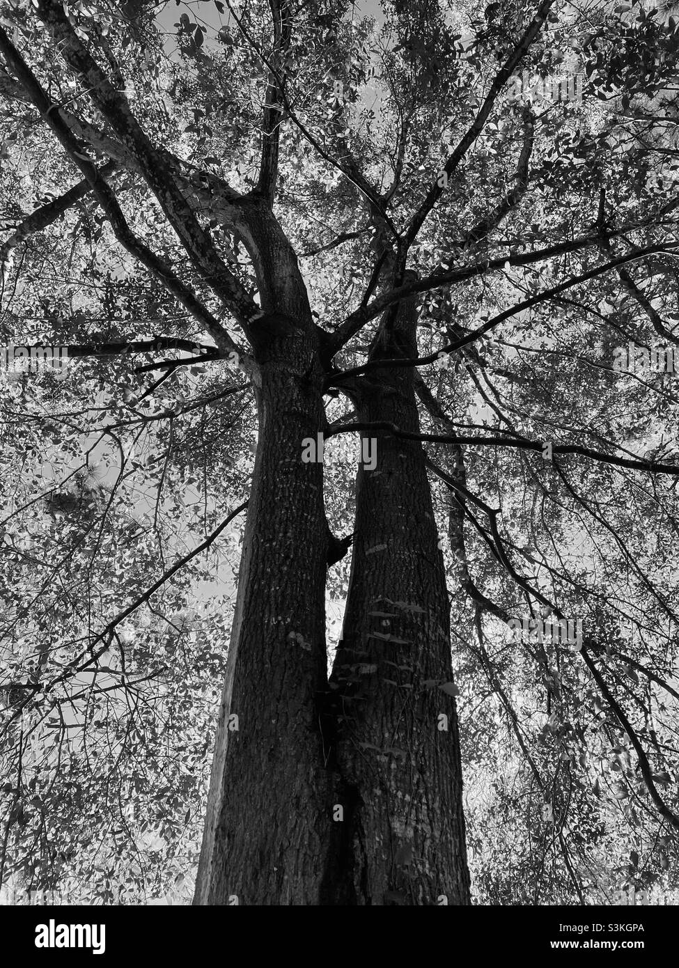 Schwarz / weiß Waldbäume Stockfoto