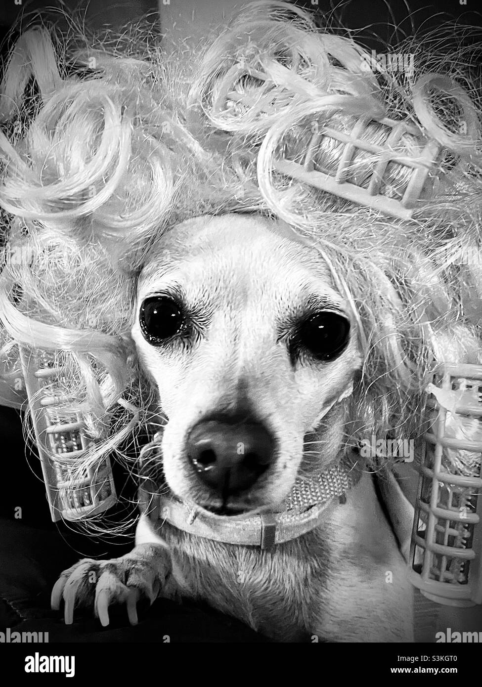 Schwarz-weißes Nahaufnahme-Porträt eines kitschig gekleideten chihuahua Hundes in einer Perücke mit in die Perücke gerollten Haarlocken. Der Hund blickt direkt auf die Kamera mit dem Gesicht nach vorne. Dummes und lustiges Bild. Stockfoto