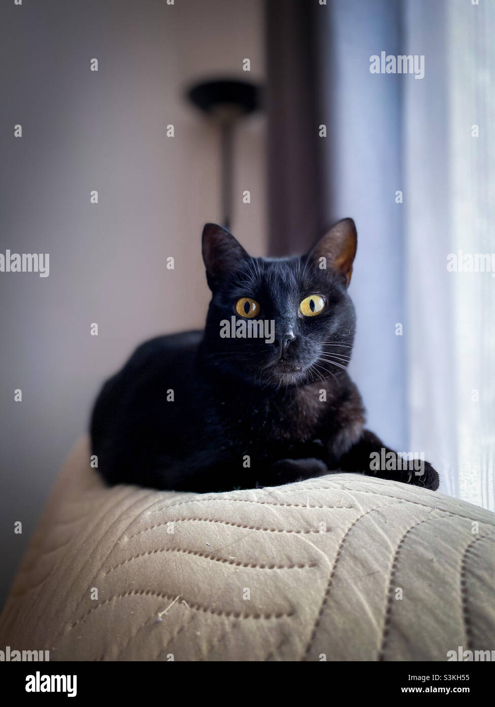 Eine meiner Katzen, Luna, eine europäische Kurzhaarkatze. Stockfoto