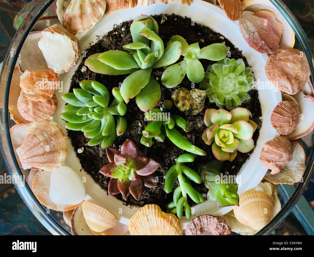 Nahaufnahme, Sukkulenten Pflanzen in den weißen Behälter im runden Glas mit Muscheln verziert. - Smartphone-aufgenommenes Stockfoto