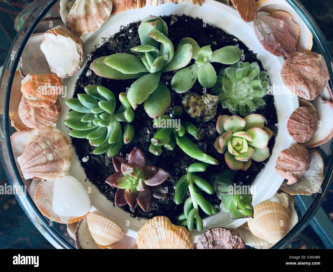 Nahaufnahme Sukkulenten Pflanzen in den weißen Behälter in das runde Glas mit Muscheln verziert. - Smartphone-aufgenommenes Stockfoto