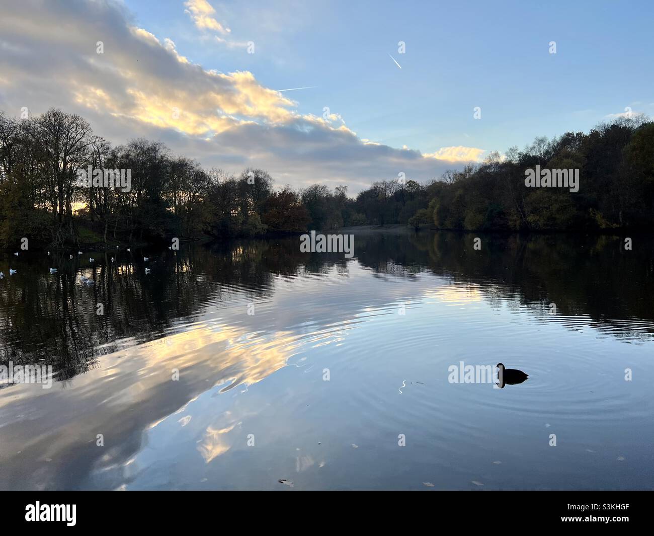 Ente auf dem See im Heaton Park Stockfoto