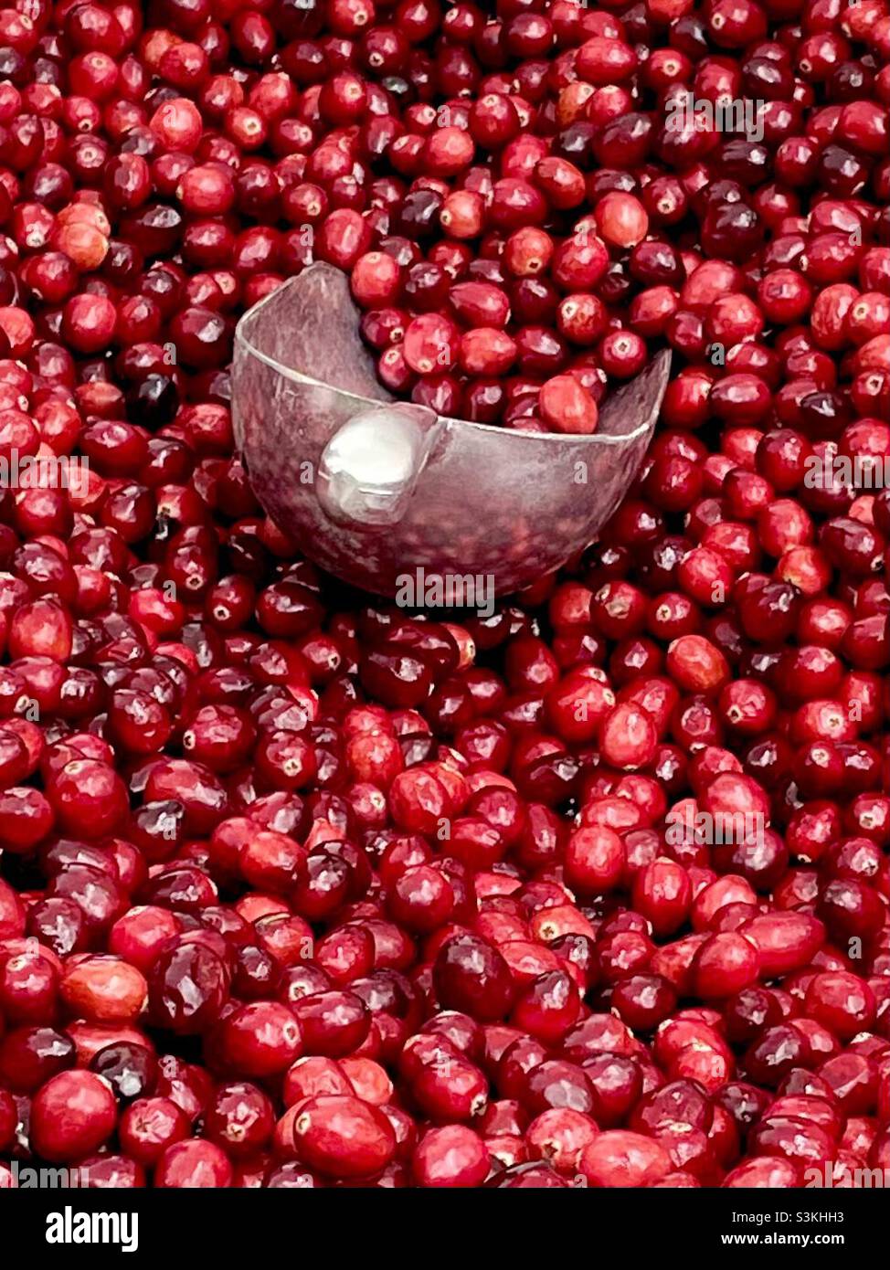 Eine Kugel leuchtend rote Preiselbeeren Stockfoto