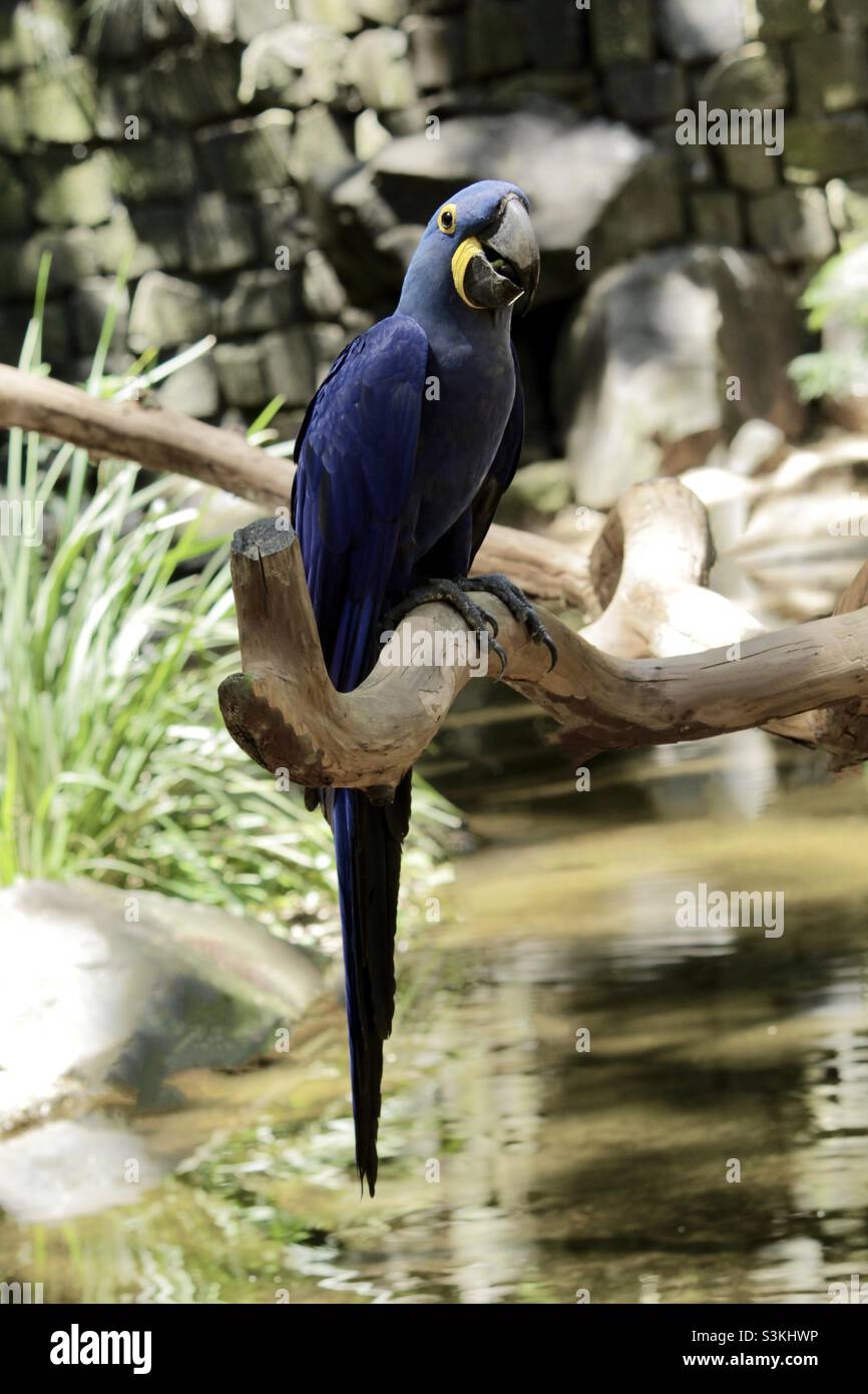 Der Blaue Ara ist mit leuchtend blauen Federn bedeckt. Bewohnt offene Gebiete tropischer Regionen Brasiliens, Paraguays und Boliviens. Derzeit ist diese Art vom Aussterben bedroht Stockfoto