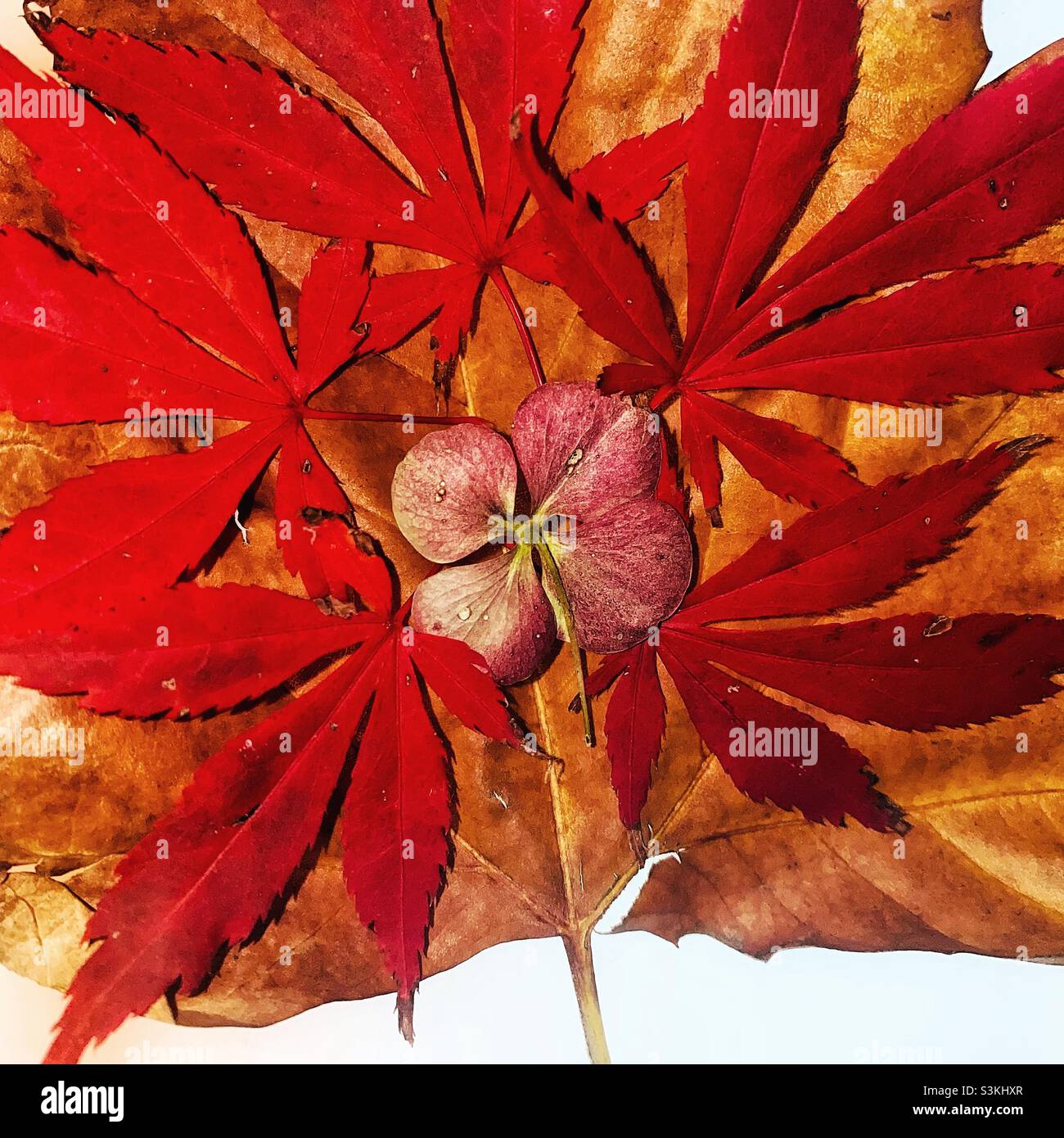 Blätter im Herbst. Stockfoto