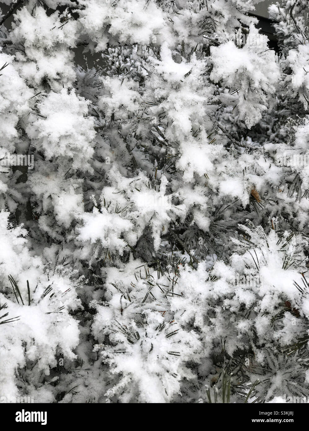 Tannenzweige, die mit weichem, flauschigem Schnee überzogen sind. Stockfoto