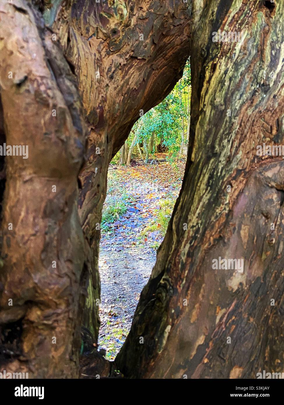 Herbstansicht. Herbstfarben, eingerahmt von der natürlichen Geometrie eines Baumes. Stockfoto