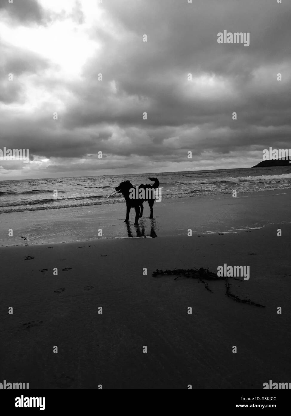 Hundespaziergänge am Strand Stockfoto