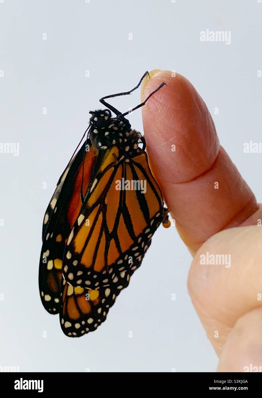 Vor der Entlassung wurde der Monarchschmetterling auf dem Finger einer Frau aufgezogen Stockfoto