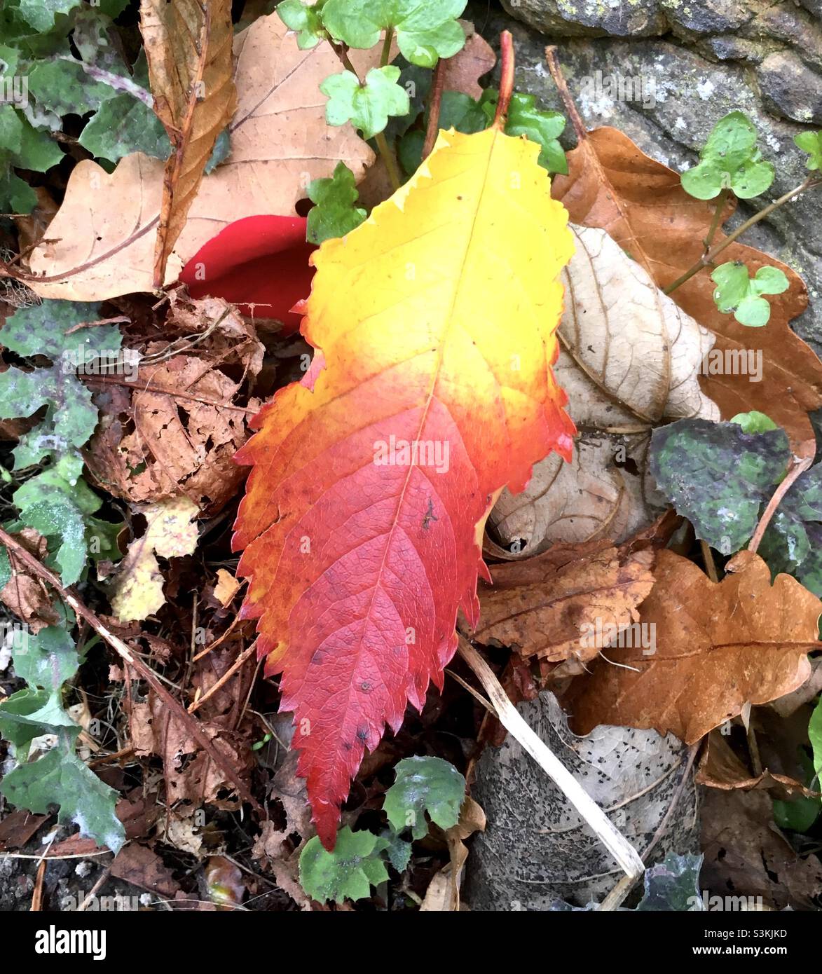 Blatt. Gelb. Geäschert, Blätter, Schönheit, lebhaft . Herbst Stockfoto