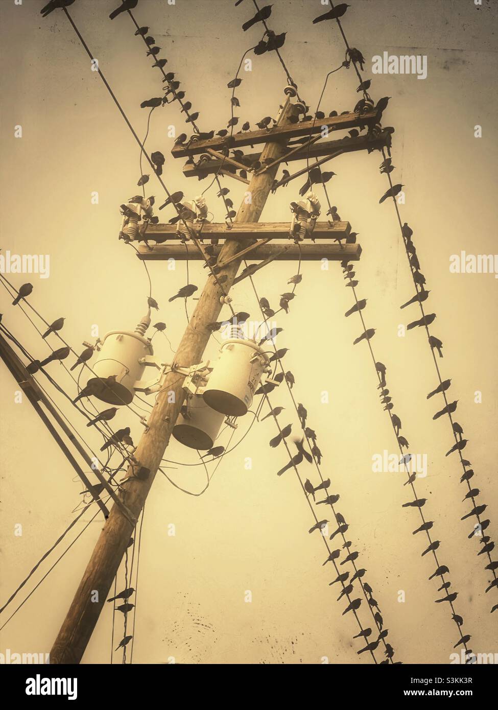 Vögel auf elektrischen Drähten im Herbst Migration Stockfoto