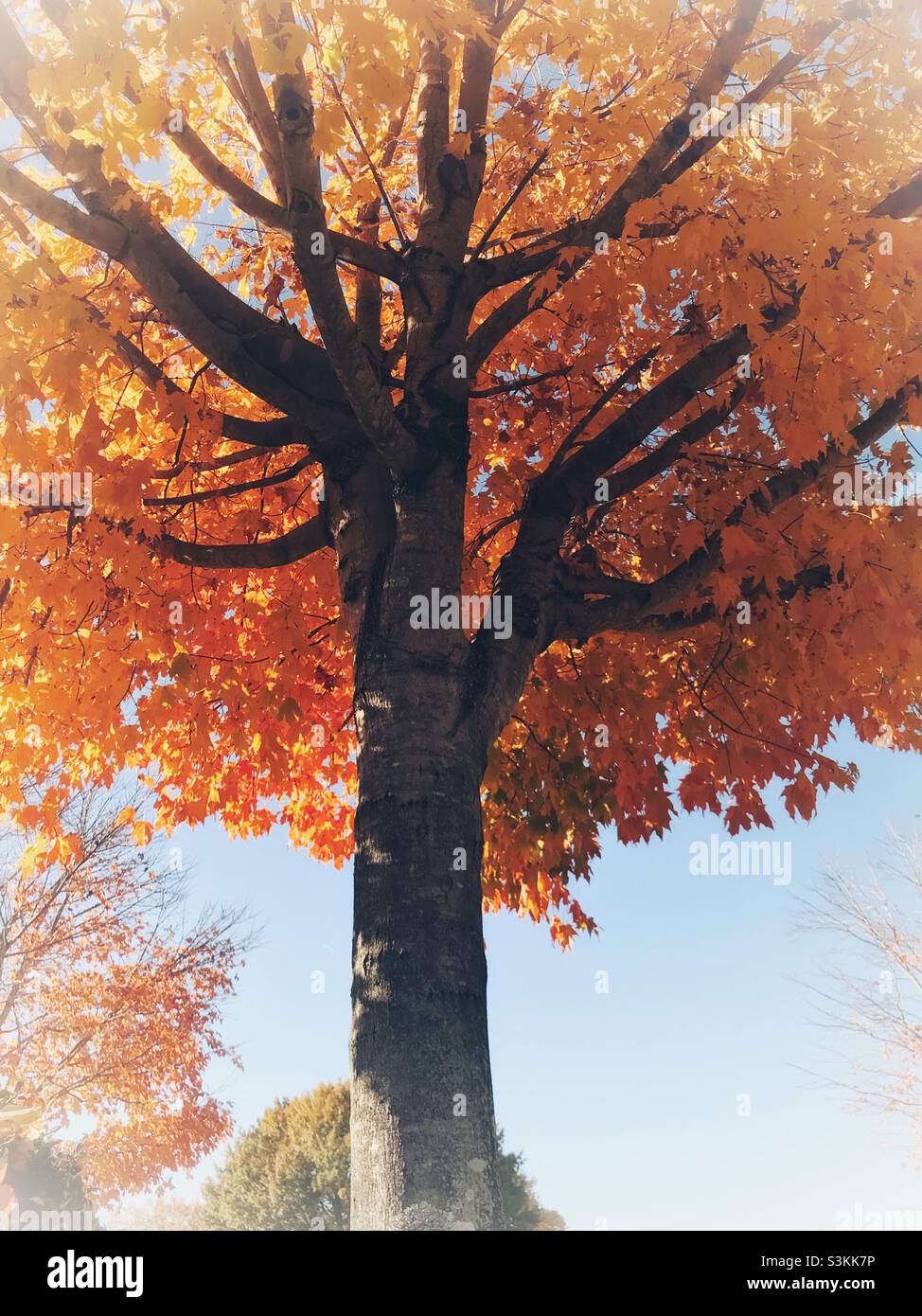 Morgensonne im Herbst hell glänzend farbigen Baum - Smartphone-aufgenommenes Stockfoto