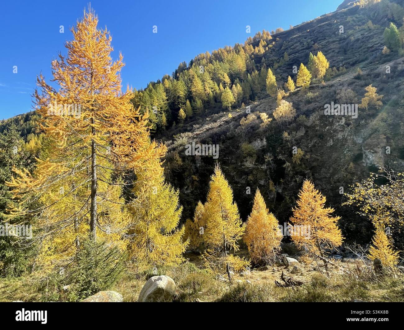 Lärchenbäume in Herbstfarben, Bedretto-Tal, Tessin, Schweiz Stockfoto