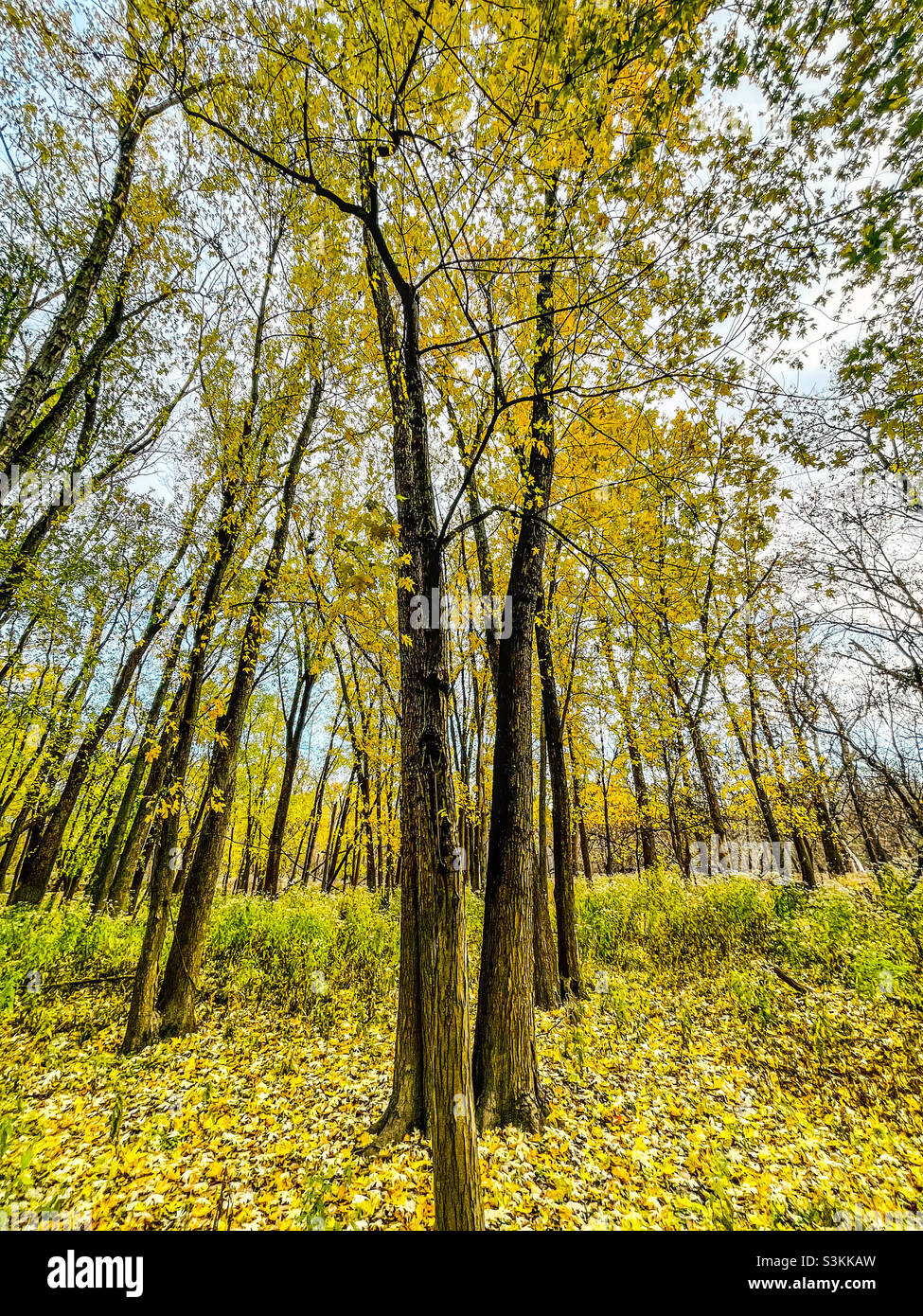 Bäume und Herbstlaub. Thatcher Woods Forest Preserve, Cook County, Illinois. Stockfoto