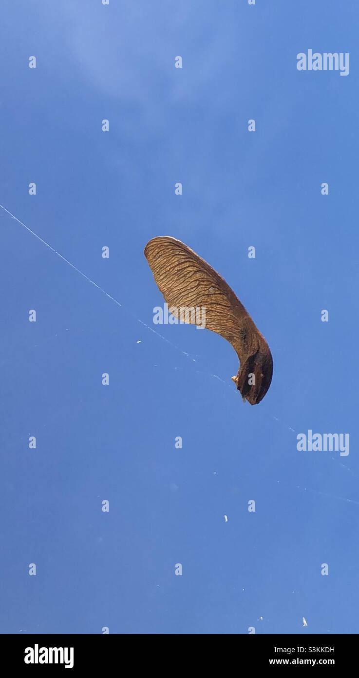 Im Spinnennetz eingefangener Platanen-Samen - Smartphone-aufgenommenes Stockfoto