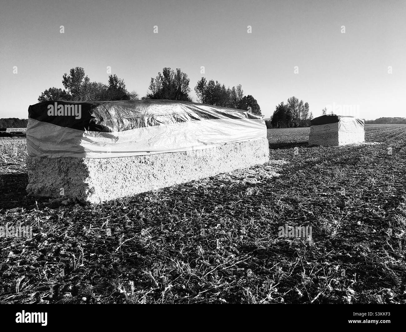 Schwarze und weiße Baumwollballen nach der Ernte auf dem Feld Stockfoto
