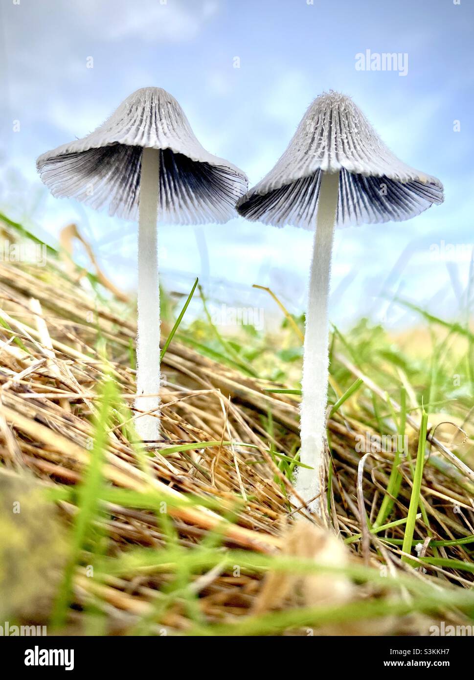 Zwei Wildpilze wachsen im Grasland Stockfoto