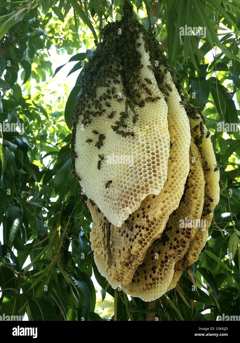 Bienenstock im Baum - Smartphone-aufgenommenes Stockfoto