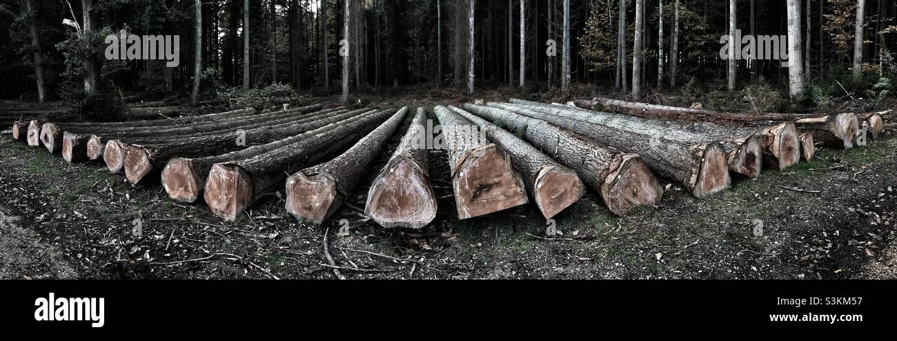 Gefällte Bäume - Smartphone-aufgenommenes Stockfoto