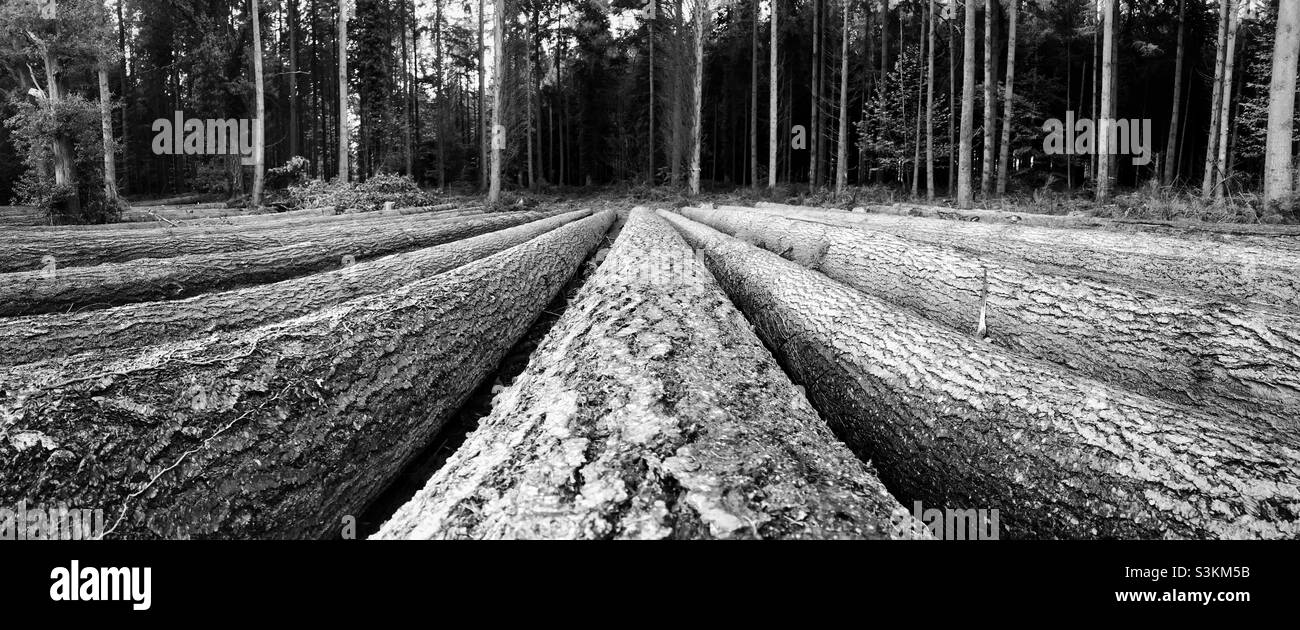 Gefällte Bäume - Smartphone-aufgenommenes Stockfoto