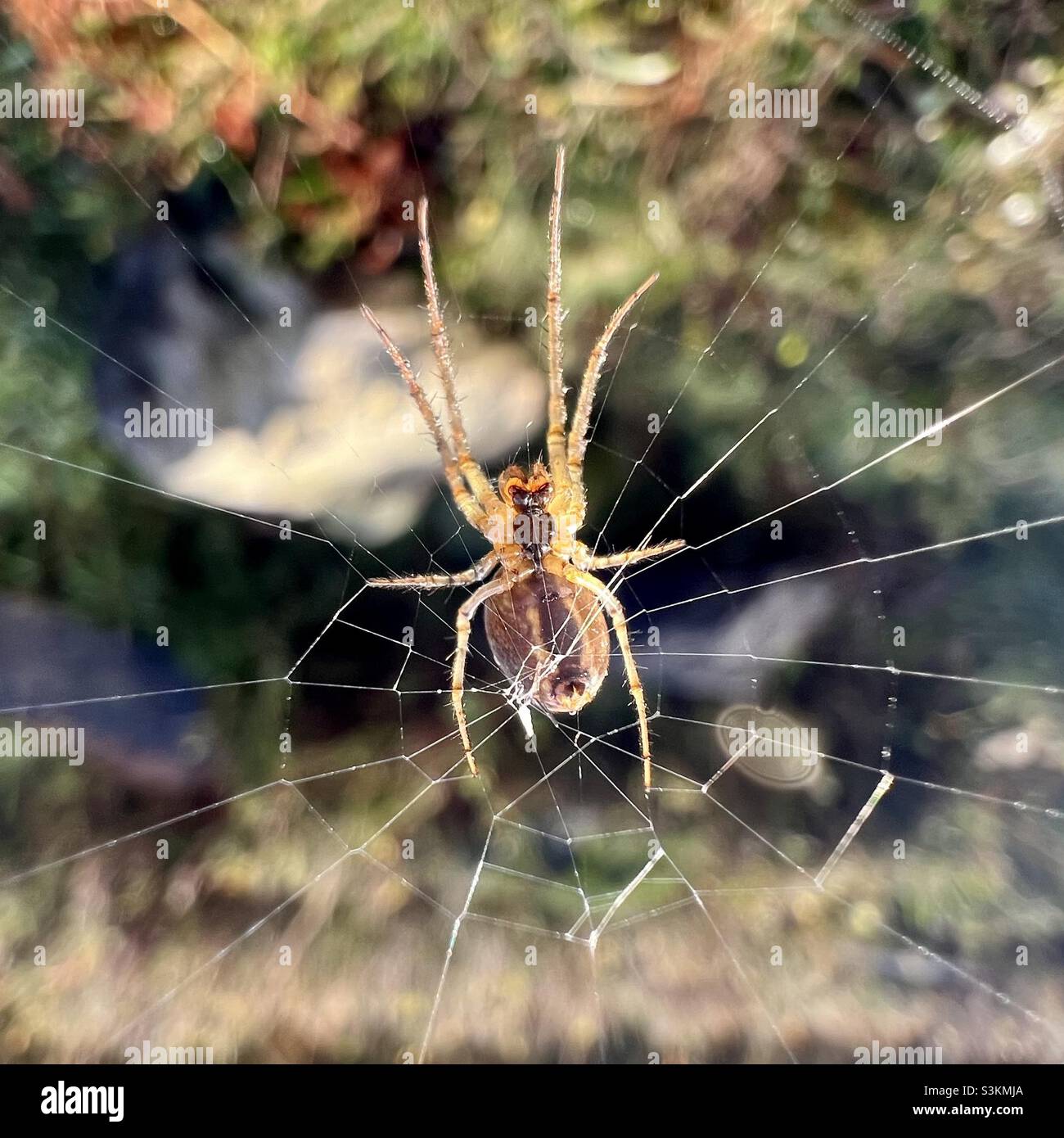 Spinne auf der web Stockfoto