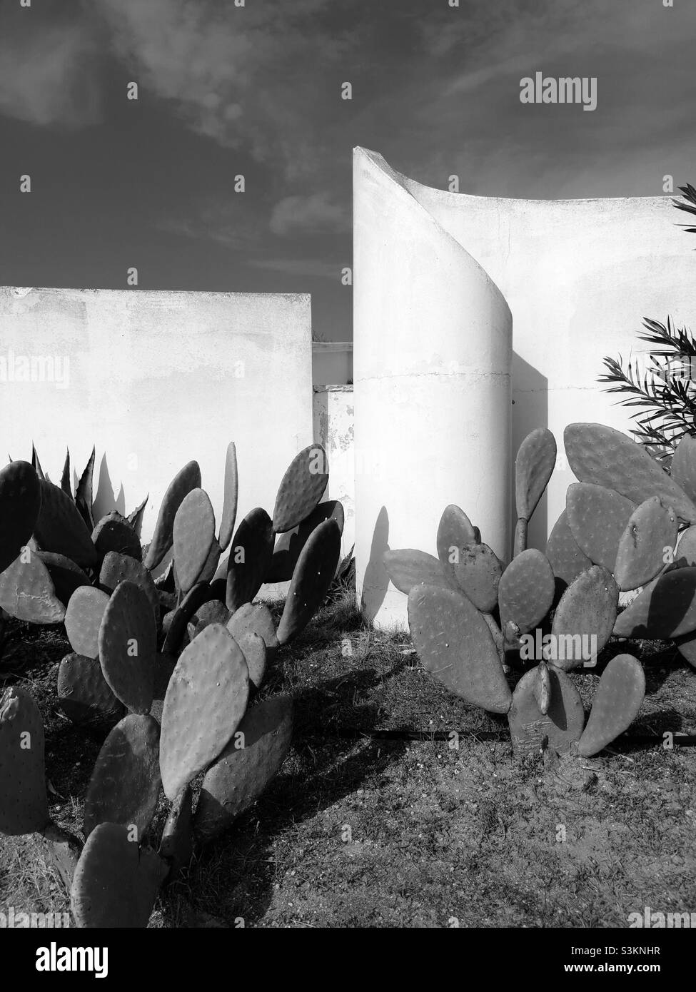Schwarzer und schwarzer Kaktus an weißer Wand in der Sonne Stockfoto