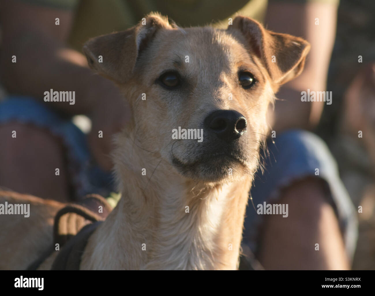Ein brauner Hund, der wachsam aussieht, mit einem Kopfschuss - Smartphone-aufgenommenes Stockfoto
