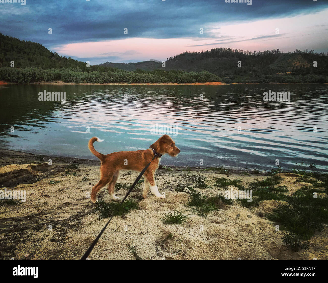Ein junger Terrier an ausgestreckter Leine schaut wach auf den Rand des Wassers, während der Abend sich verdunkelt und der Himmel über dem Fluss verdunkelt Stockfoto
