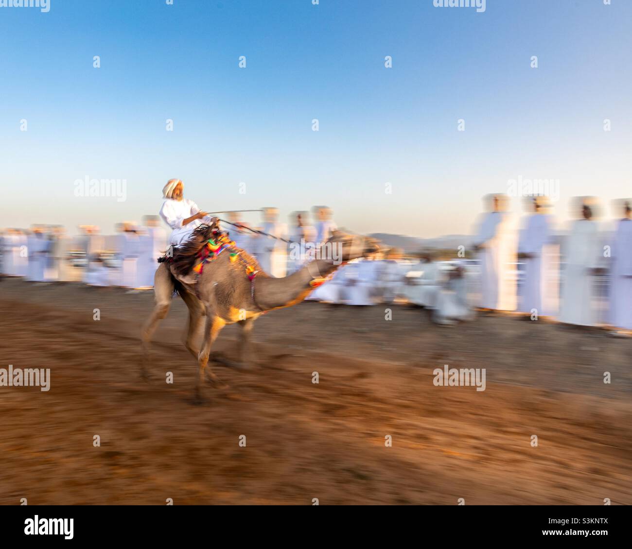 Rennen im Alter: IBRA, Oman, ein älterer Mann auf einem Kamel, Rennen. Als Teil des Kamelrennens. Stockfoto