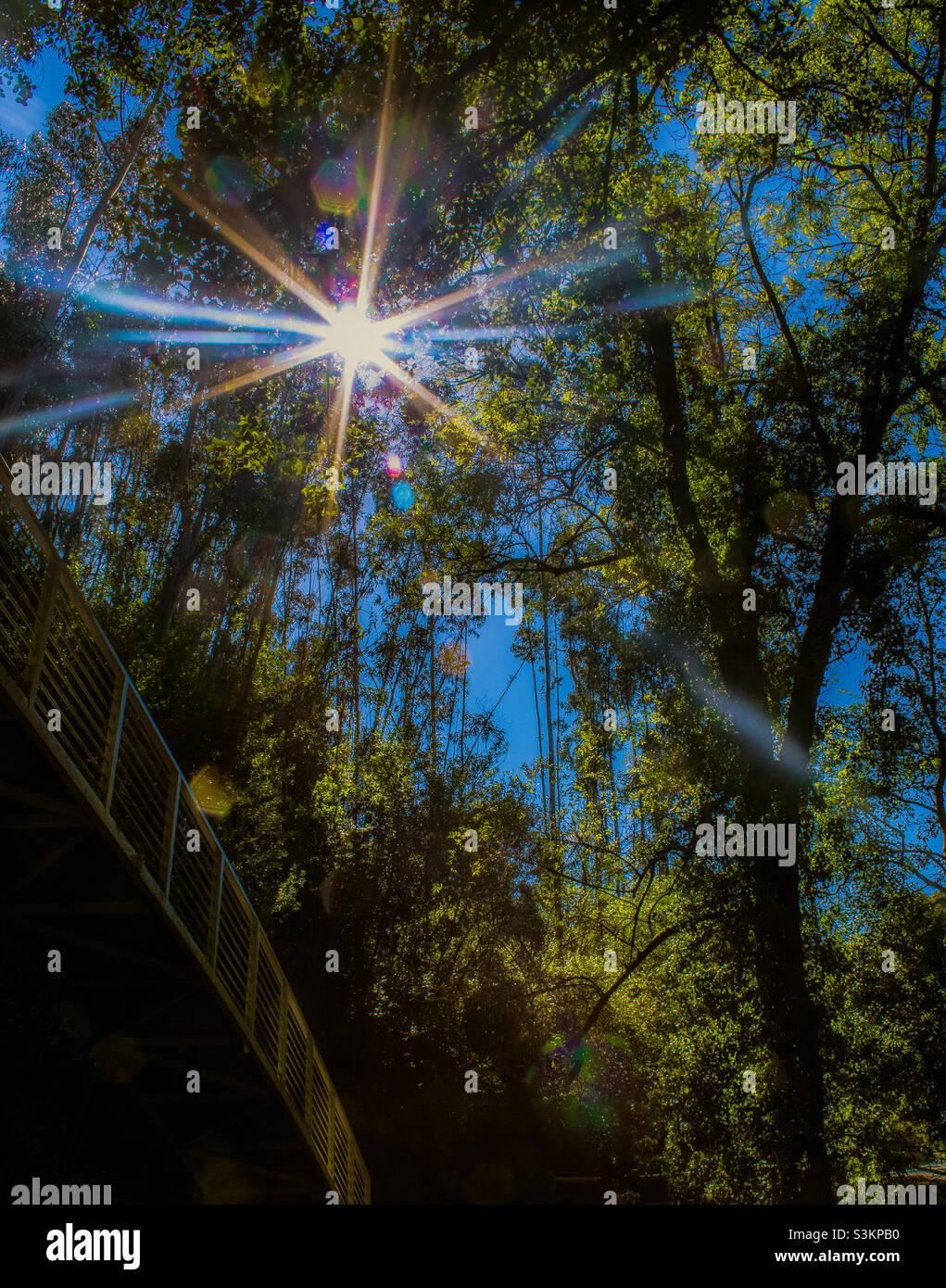 Helle Morgensonne durch Bäume, die Lichtreflexe erzeugen - Smartphone-aufgenommenes Stockfoto