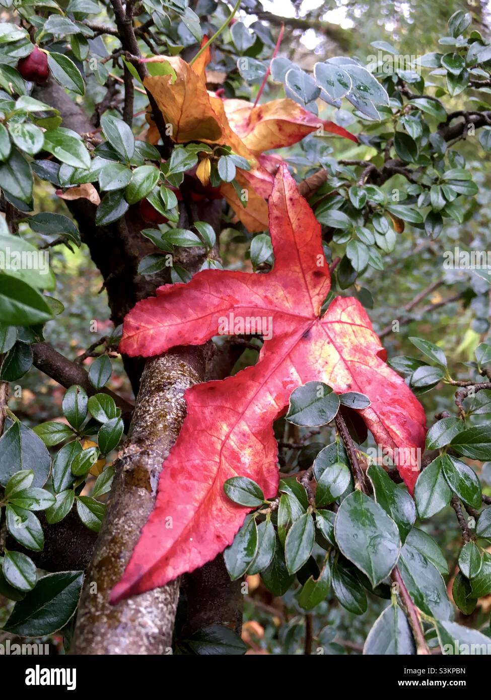Blätter, rot, Gold, grün, Natur, Herbst, Herbst, Schönheit Stockfoto