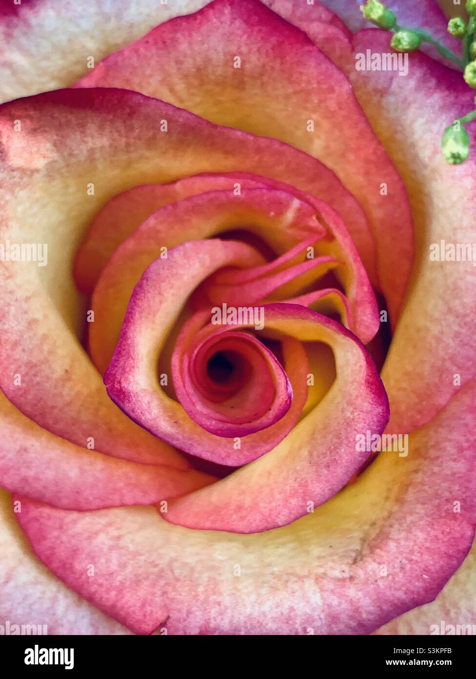 Nahaufnahme der gelb-rosa Rose. - Smartphone-aufgenommenes Stockfoto