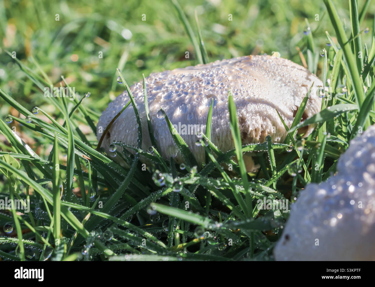 Ein weißer Feldpilz, bedeckt mit Tau-Tröpfchen, sticht in der hellen Morgensonne aus dem Gras - Smartphone-aufgenommenes Stockfoto