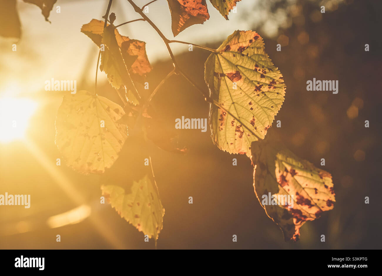 Strahlender Sonnenschein durch Herbstblätter Stockfoto