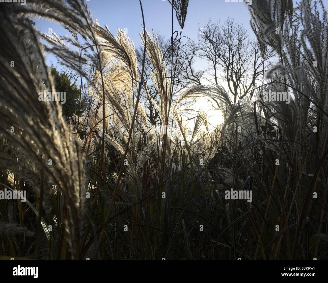 Hohe Gräser, Wintersonne, Sonnenlicht, Himmel, Natur Stockfoto