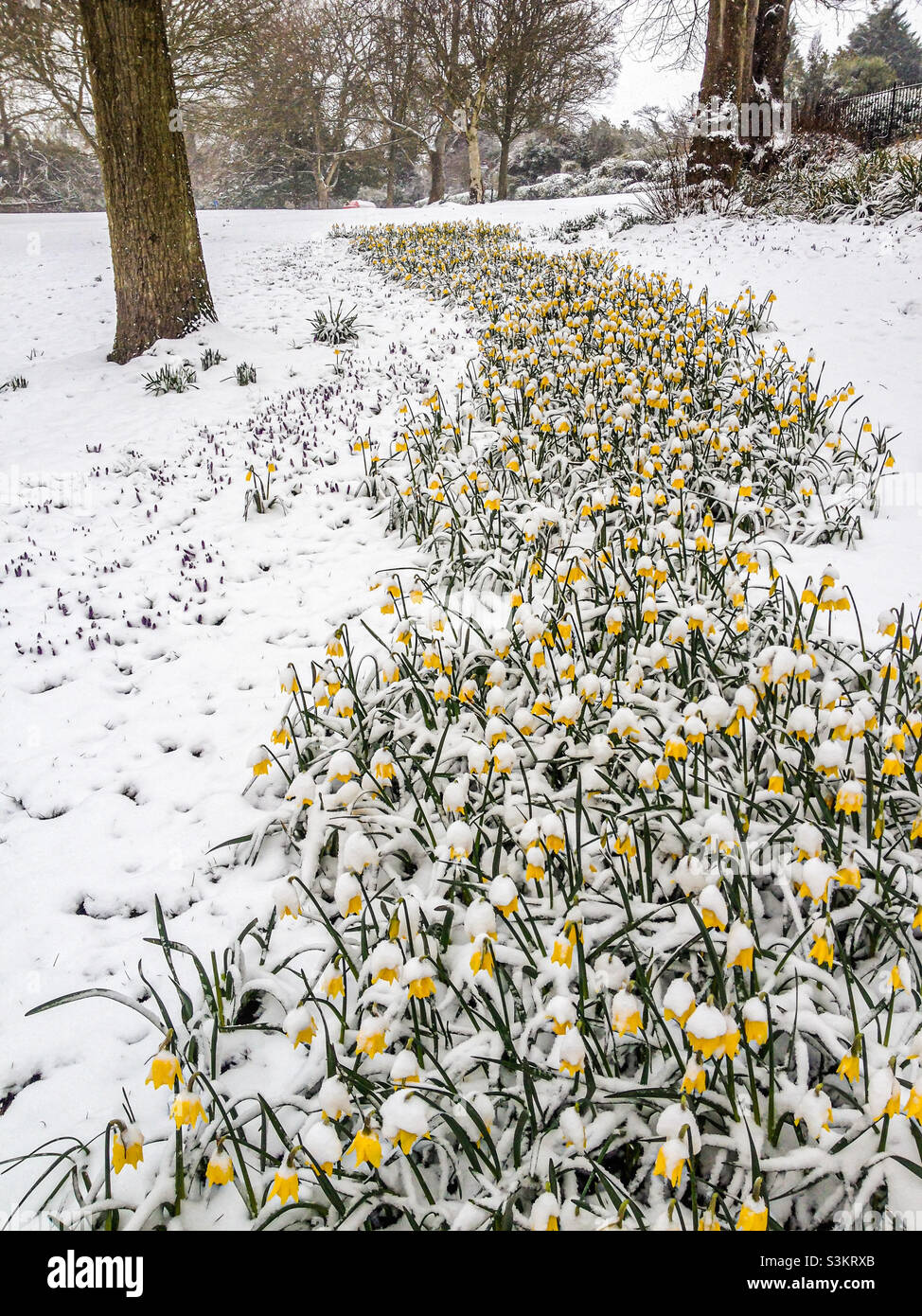 Ein Streifen von gelben Narzissen, bedeckt mit Schnee, in einem bewaldeten Park - Smartphone-aufgenommenes Stockfoto