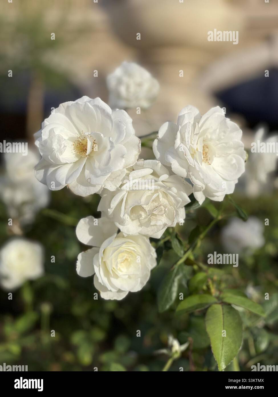 Weißer Rosenbusch in voller Blüte Stockfoto