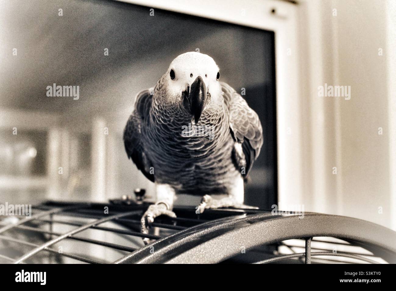 Baby African Grey Papagei auf seinem Käfig - Smartphone-aufgenommenes Stockfoto