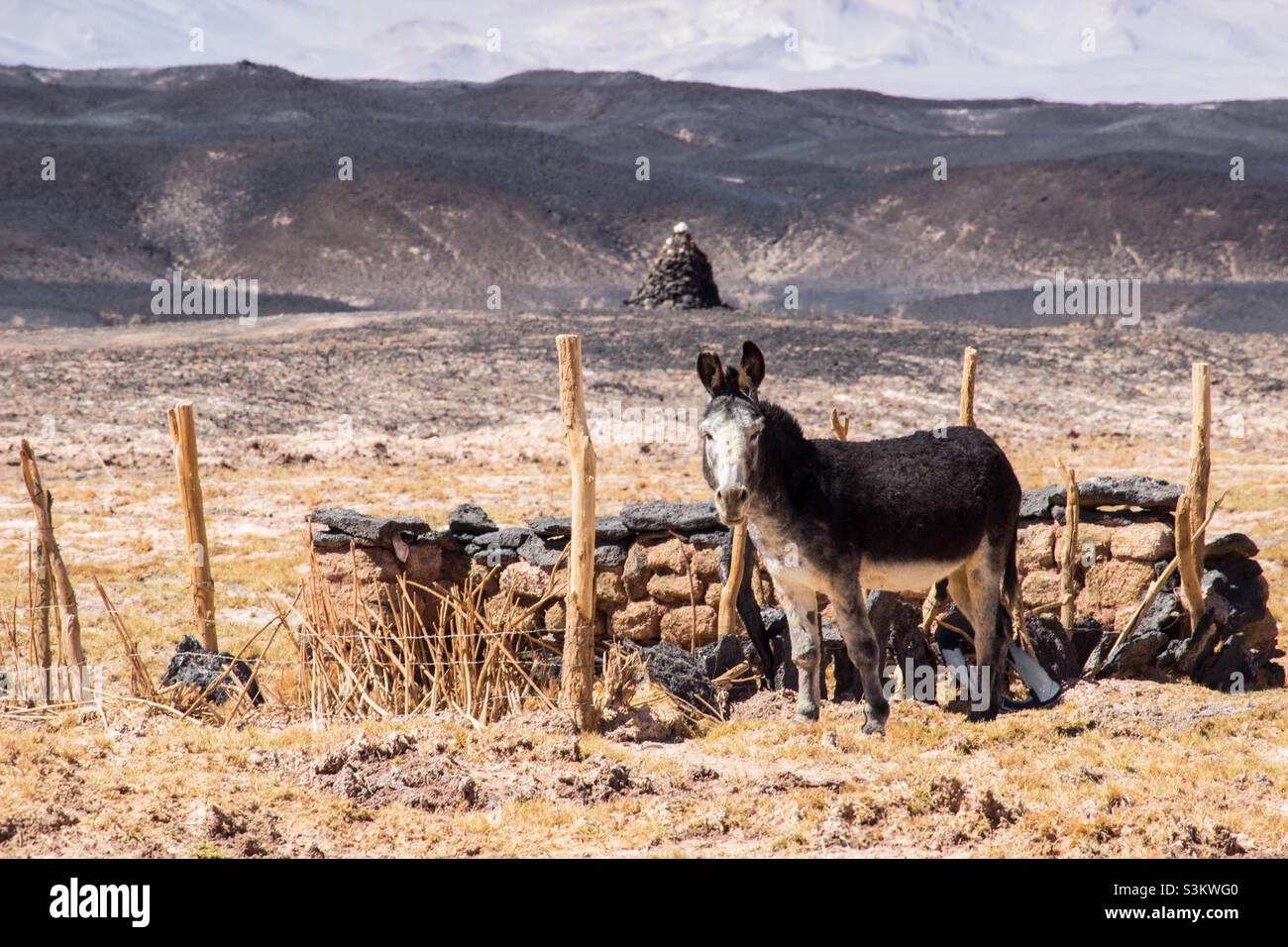 Wilder Esel in der Wüste Stockfoto