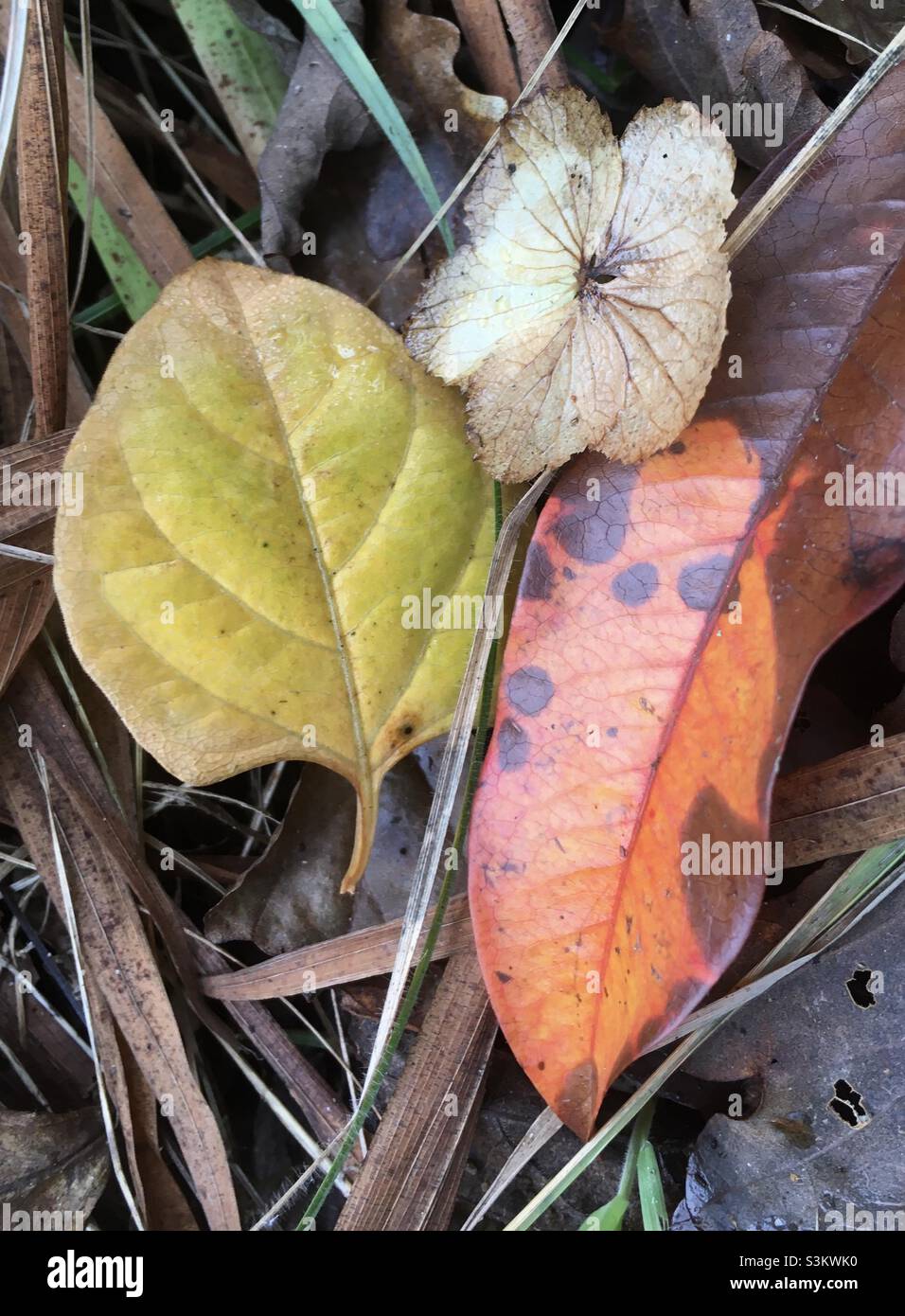 Herbst herbstlich, Blätter, orange, gelb, grün, Natur Stockfoto